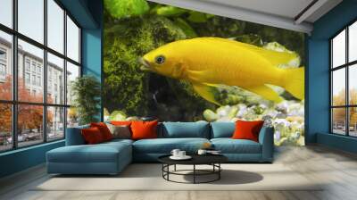 Neolamprologus leleupi (lemon cichlid) is a species of cichlid endemic to Lake Tanganyika. Wall mural