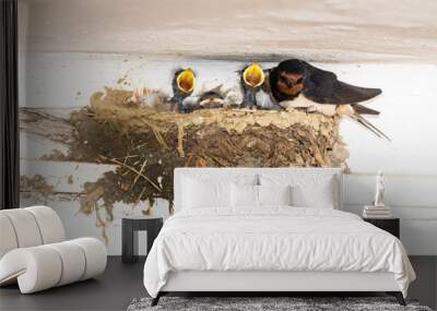 young swallows feeding on a nest Wall mural