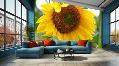 sunflower in the garden Wall mural