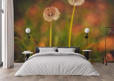 Two dandelions in the grass isolated Wall mural