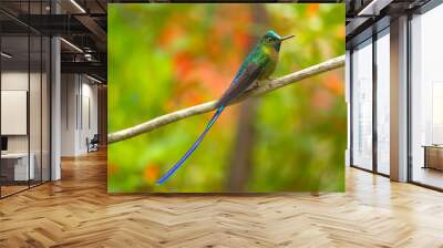 Violet-tailed sylph (Aglaiocercus coelestis) is a species of hummingbird. It is found in Colombia and Ecuador. This sylph lives in areas from 300–2,100 metres (980–6,890 ft) in elevation Wall mural