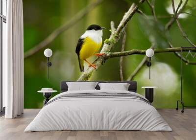 White-collared manakin (Manacus candei) is a passerine bird in the manakin family. It is a resident breeder in the tropical New World from southeastern Mexico to Costa Rica  Wall mural