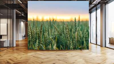 Closeup of a beautiful green wheat field Wall mural