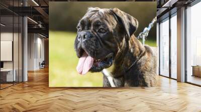 german tiger boxer dog Wall mural