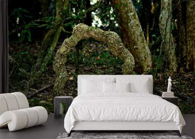 Curled tree trunk Wall mural