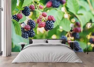 Blackberries grow in the garden. Ripe and unripe blackberries on a bush. Wall mural