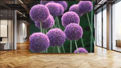  violet, purple flowers field - blue allium giganteum Wall mural