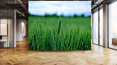 green wheat in the field. still unripe field with wheat Wall mural