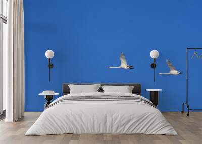 White swans flying in the blue sky Wall mural