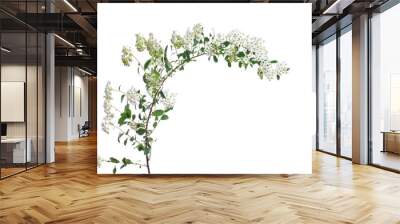 branch of spirea tree with white flowers and green leaves isolated on a white background Wall mural