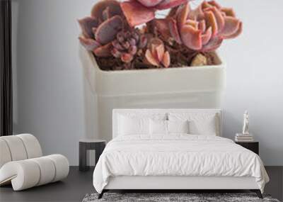 Echeveria Kisses and Graptoveria Douglas Huth sp Wall mural