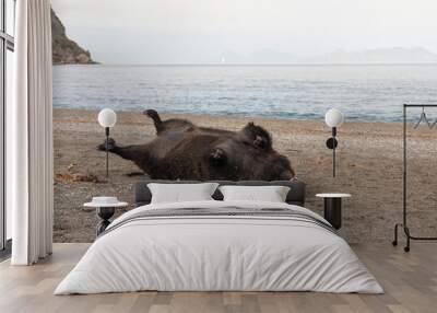 dead wild boar on the beach, sicily, italy Wall mural