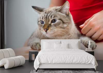 Young woman holding beautiful tabby cat, relaxed on gray backgro Wall mural