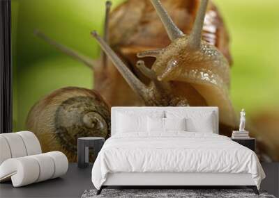 snail Wall mural