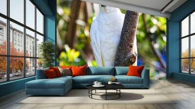 Sulphur Crested Cockatoo (Cacatua galerita) Wall mural