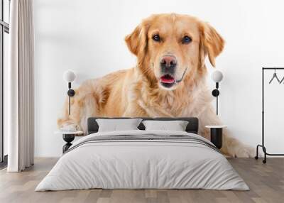 golden retriever laying over white background Wall mural