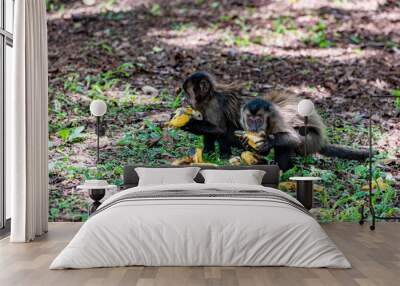 Monkey, capuchin monkey in a rural area in Brazil loose on the ground, natural light, selective focus. Wall mural