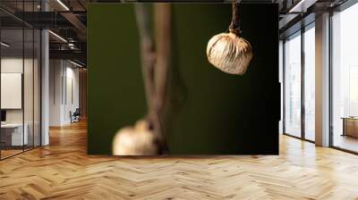 Plant seed, tiny seed hanging from the bridge of a fern in Brazil, selective focus. Wall mural