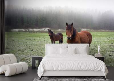 winter landscape with two horses looking Wall mural