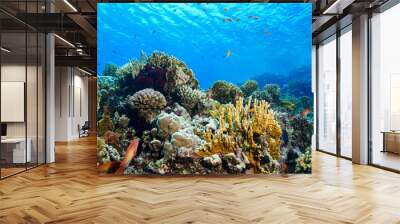 Coral Reef at the Red Sea Egypt Wall mural