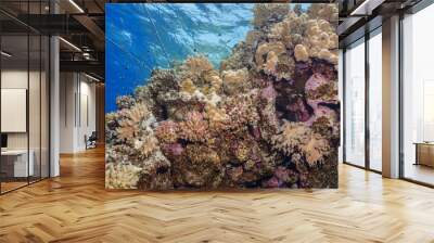 Coral reefs of the Red Sea, Egypt Wall mural