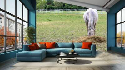 white horse Wall mural