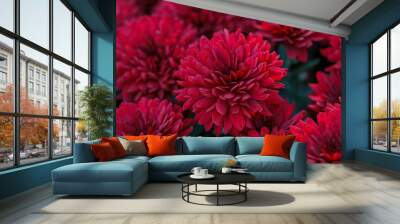 beautiful bushes of chrysanthemum flowers red colors Wall mural