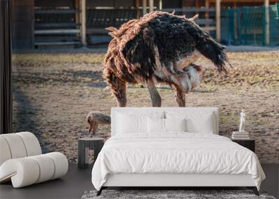 beautiful ostrich walks on the sky background Wall mural