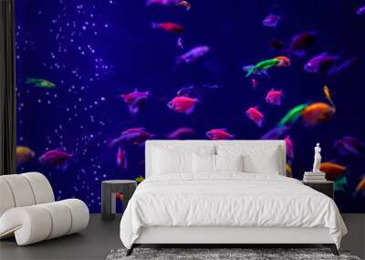 macro beautiful fish glo tetra fish danio rerio Wall mural