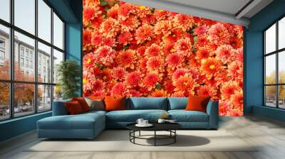 multi-colored flower beds of beautiful chrysanthemums Wall mural