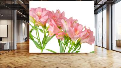 pink alstroemeria flower, Lily of the Incas, in vase on isolated white background close-up Wall mural