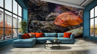 Underwater photography of Oscar fish (fish) Wall mural