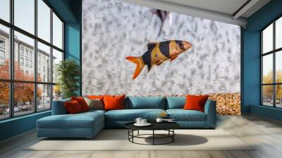 Underwater shot of fish Chromobotia macracanthus Wall mural