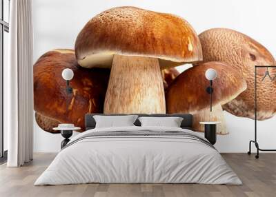 Wild Mushroom PNG Wall mural