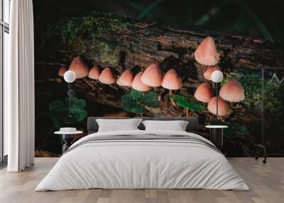 Mycena haematopus Great Blood Helmet fungus mushroom in colourful autumn forest Wall mural