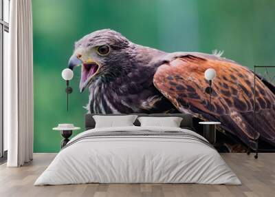 Close-up of immature Black-Chested Buzzard-Eagle head Wall mural