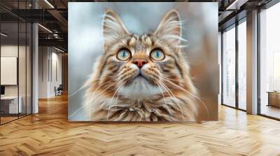 Majestic maine coon cat with vibrant blue eyes in a closeup, gazing upward against a soft, blurred background to highlight its fluffy fur and regal presence Wall mural