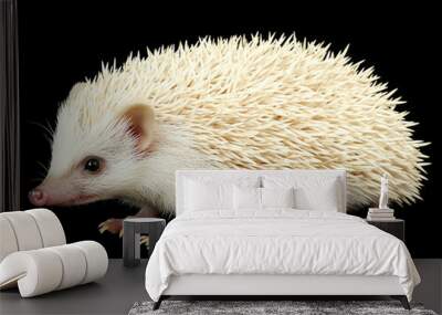 White hedgehog isolated on black background, showcasing its unique features and texture. This adorable creature captures attention with its soft quills and charming expression, making it delightful su Wall mural