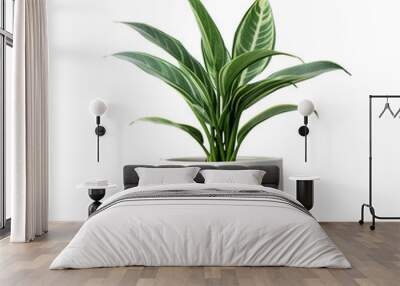 plant in a pot, home and office decoration on transparent background, clipping path,png,  Wall mural