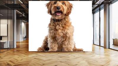 Labradoodle dog isolated on transparent background, element remove background, element for design Wall mural