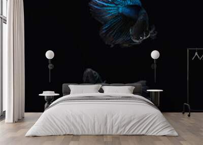 Two dancing Black Blue Mamba Avatar halfmoon betta splendens siamese fighting fish isolated on black color background. Image photo Wall mural