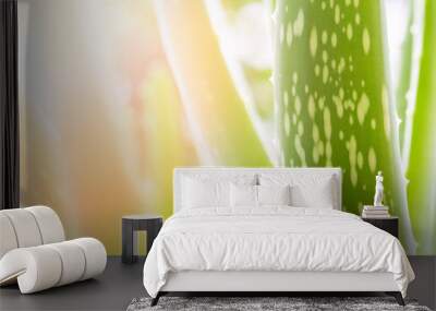 Aloe vera leaves Wall mural