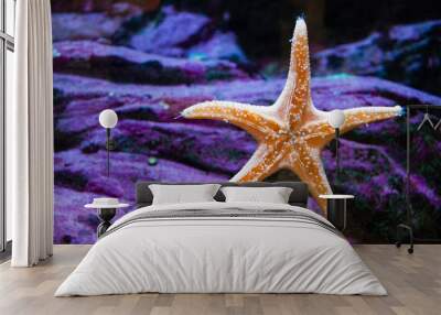 Starfish on a window glass in Seattle aquarium with purple rocks background Wall mural