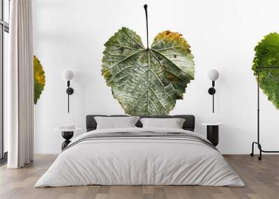 Heart-Shaped Leaves: A Trio of Heart-Shaped Leaves in Various Stages of Growth - From Yellowing to Lush Green, Isolated on a White Background.  transparent background Wall mural