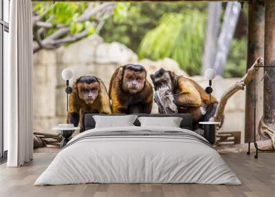 Three brown capuchins eating a dove Wall mural