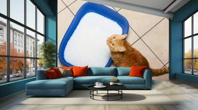 Adorable red cat in litter box indoors. Pet care Wall mural