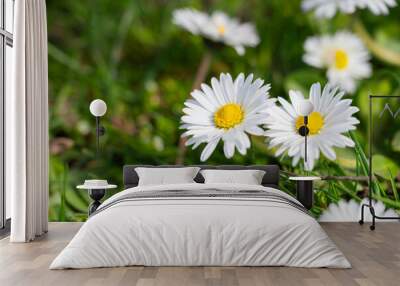 White daisies in the green grass on a sunny spring day Wall mural