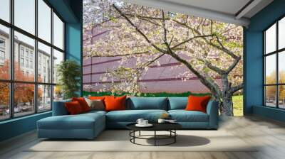 Beautiful cherry blossom are blooming with showy flowers. There are some type of colors such as white and light pink. It is said that it is Japan native species. Some produce small cherries in summer Wall mural