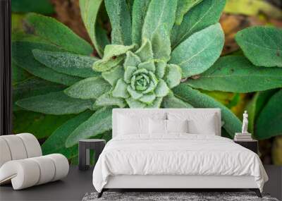 Common mullein plant with 2 year life cycle. It is fully grown with its beauty in the fall. During winter some of the leave will die back. When spring comes, new large fuzzy leaves will grow strong.  Wall mural