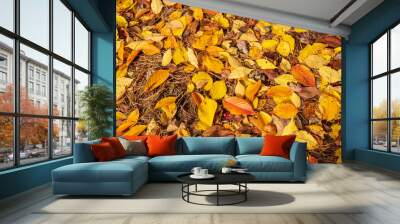 The season of autumn has arrived in the United States. The various leaf colors represent the changing circle from summer to fall. Steps for changing begin with green, yellow, and red color of leaves. Wall mural